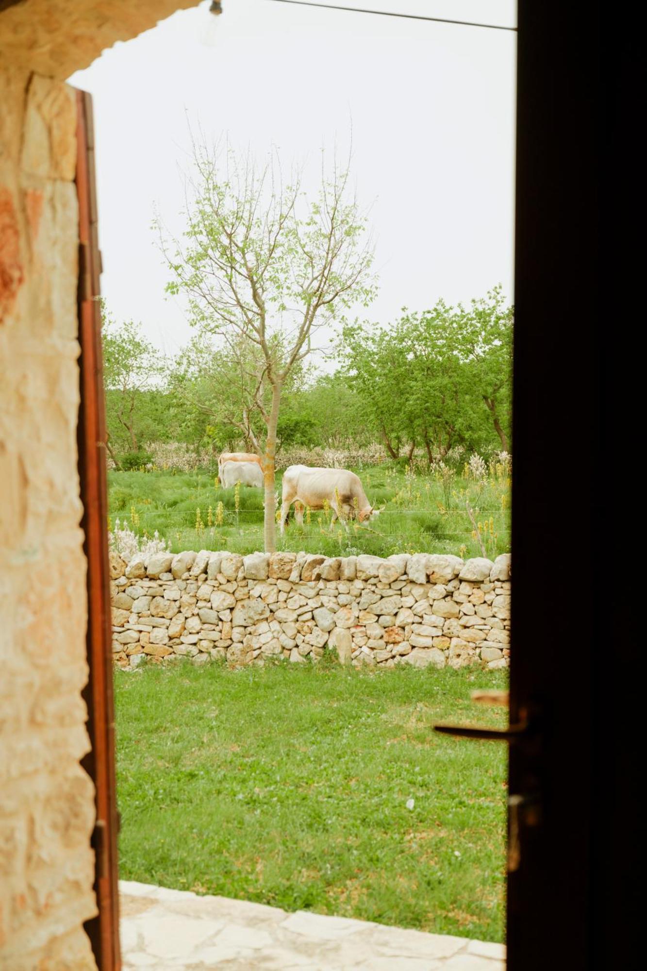 Tenuta Tedone Consolini Villa Ruvo di Puglia Exterior foto