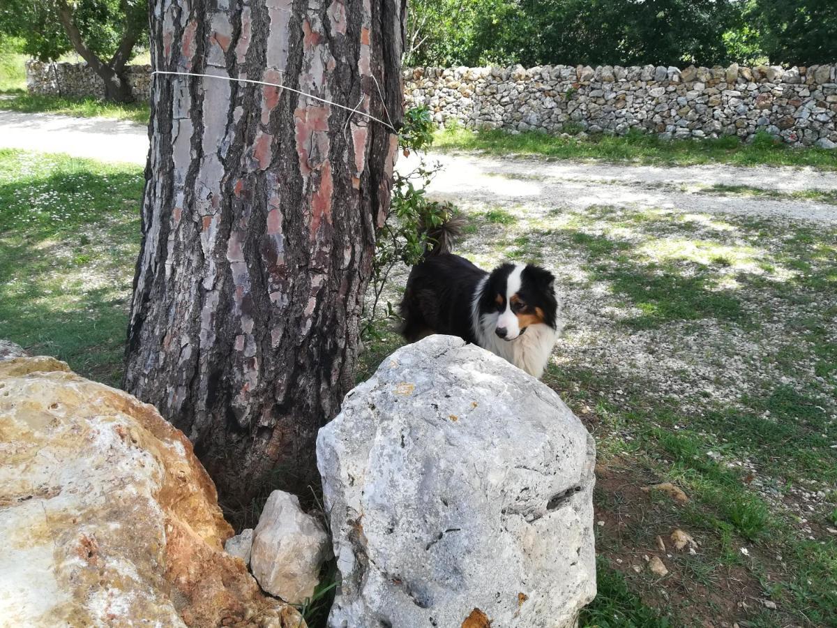 Tenuta Tedone Consolini Villa Ruvo di Puglia Exterior foto